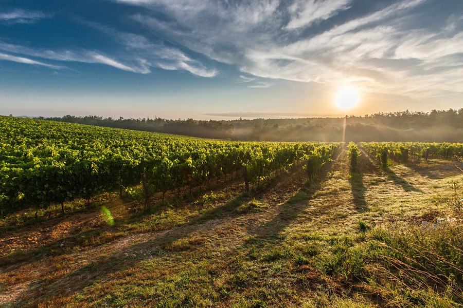 comprare terreni agricoli