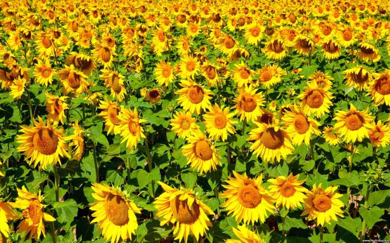 girasole