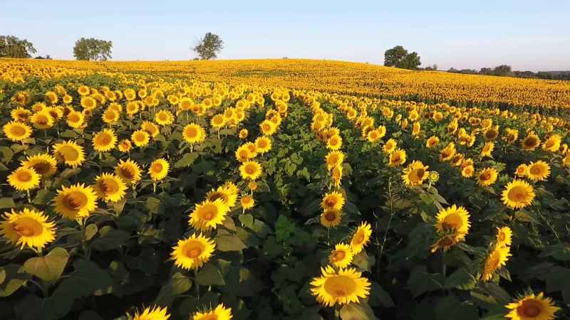girasole
