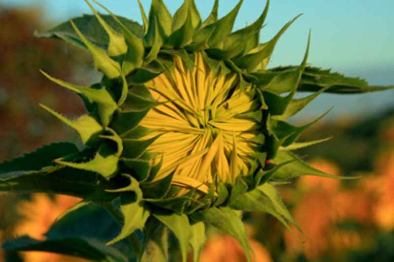 girasole