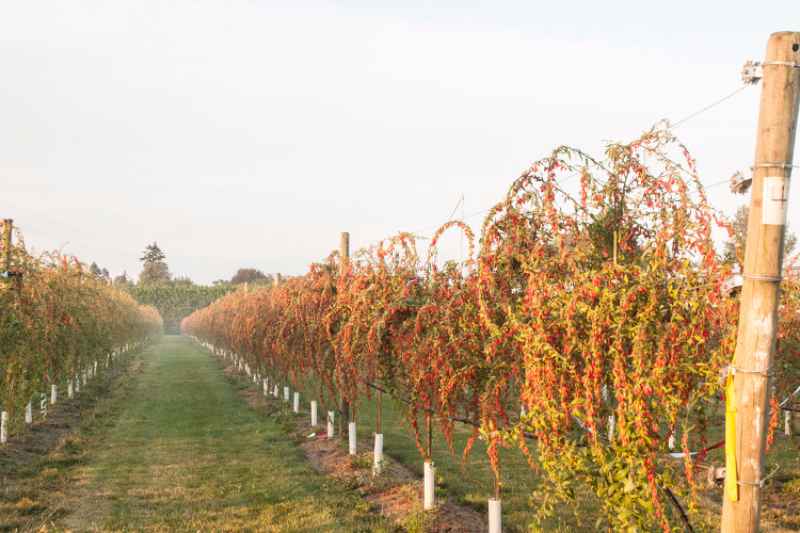 bacche di goji