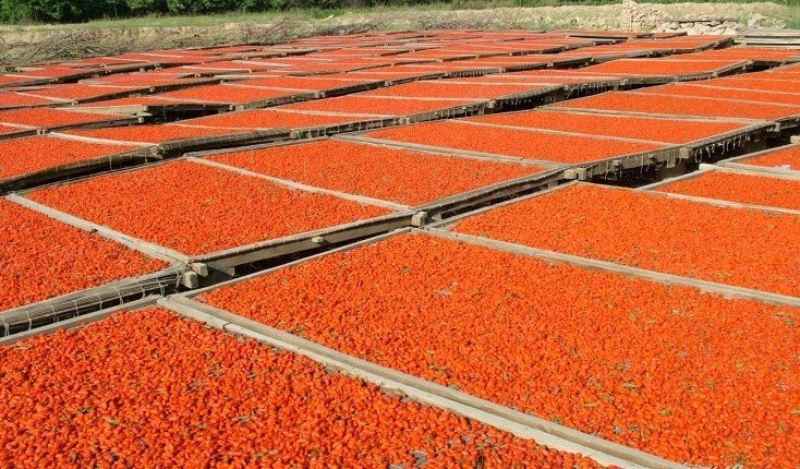 bacche di goji