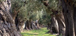 ulivi del Salento