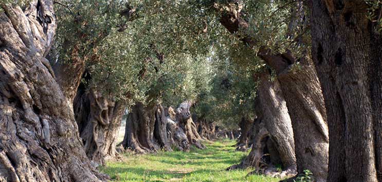 ulivi del Salento