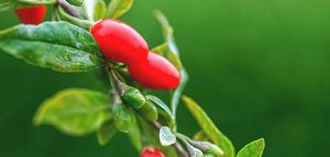 bacche di Goji