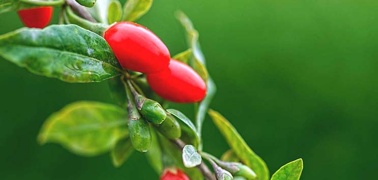 bacche di Goji