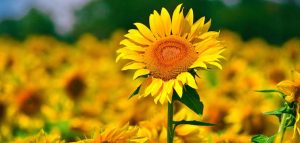 coltivare girasoli