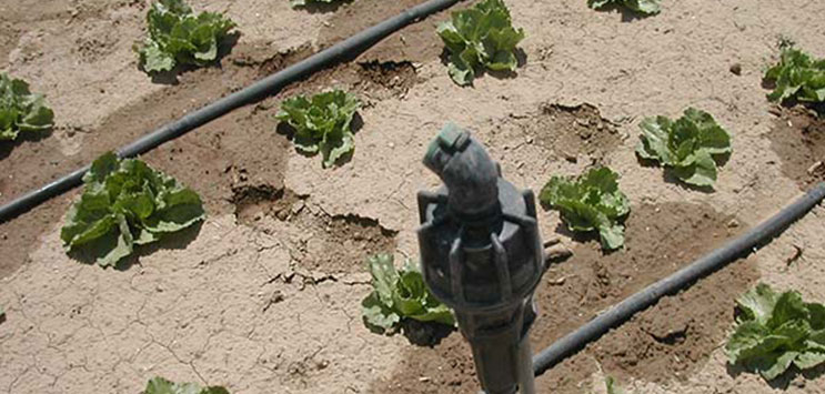 irrigazione-a-goccia