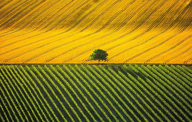 campo agricolo
