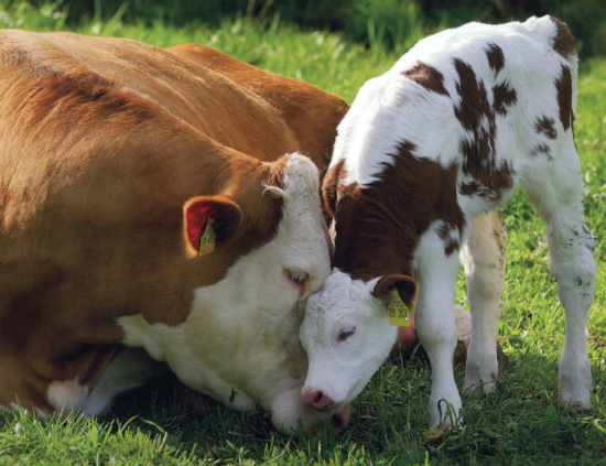 infertilità nei bovini