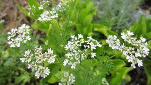 coriandolo da seme in fiore