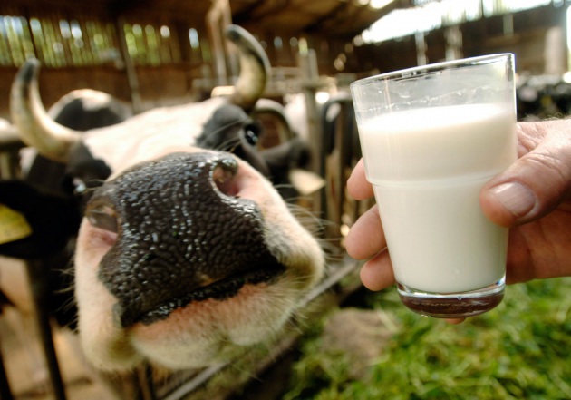 mucche da latte