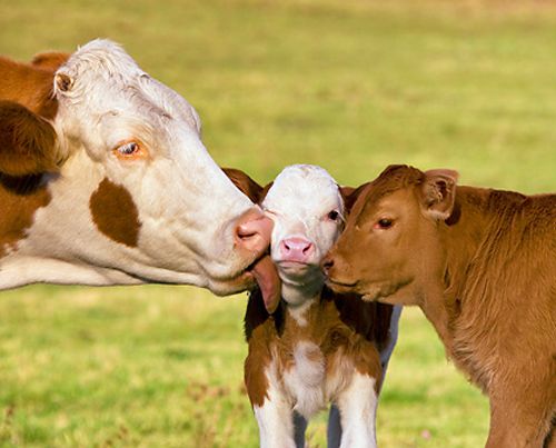 infertilità nei bovini