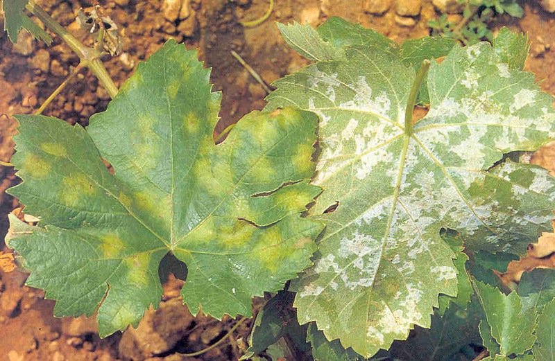 Come riconoscere la peronospora