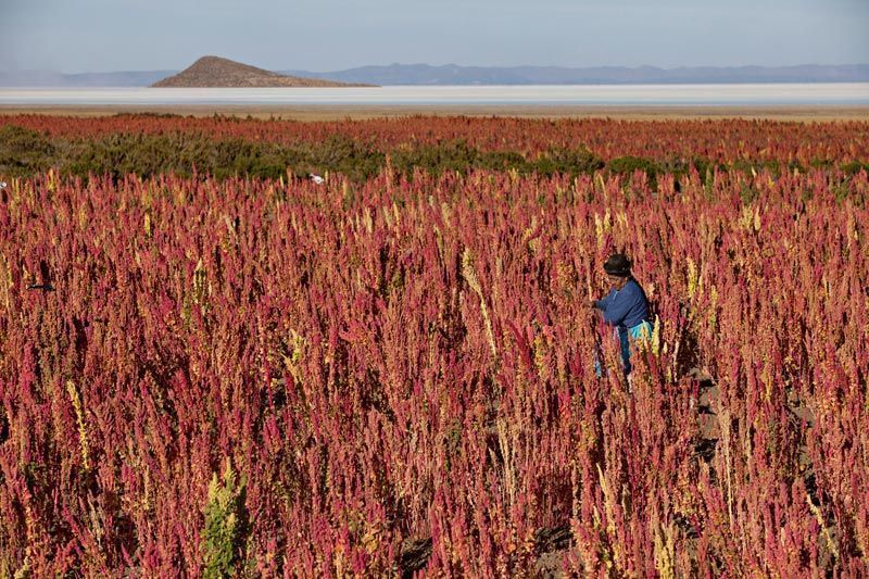 sementi di quinoa