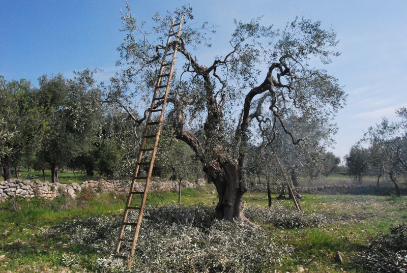 potatura dell'olivo