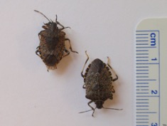cimice asiatica