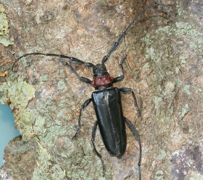aromia bungii