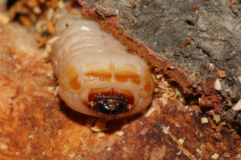 aromia bungii