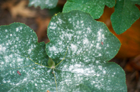 Oidio muffa sulle foglie delle piante
