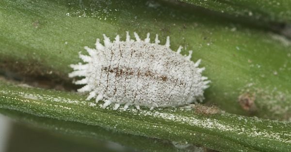 cochinilla