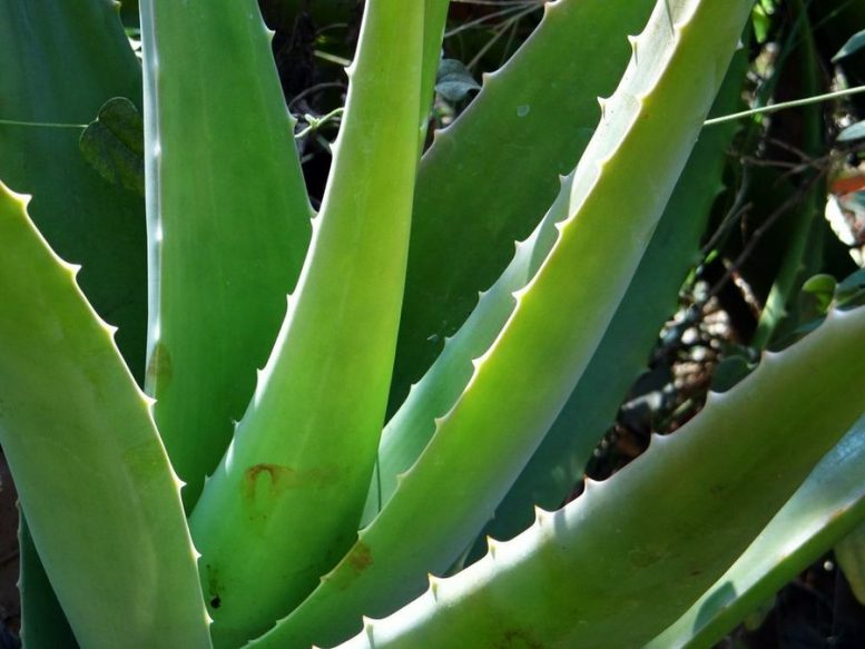 pianta di aloe vera