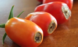 Marciume apicale del pomodoro