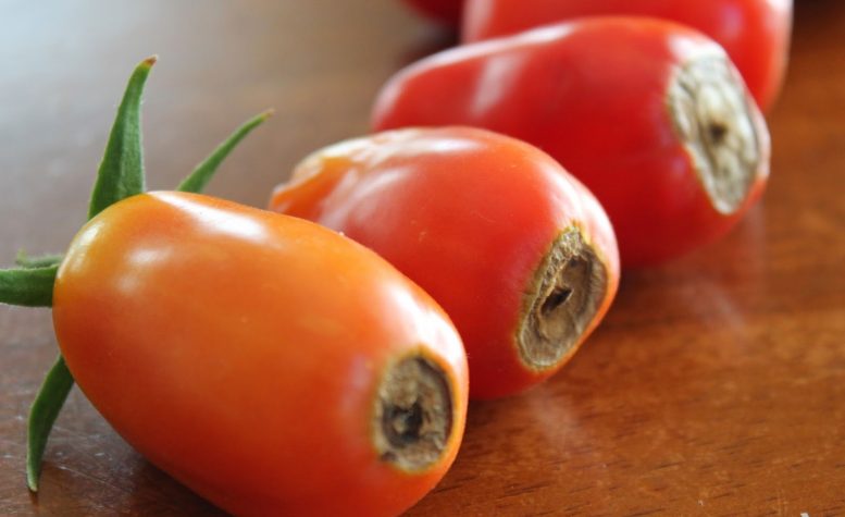 Marciume apicale del pomodoro