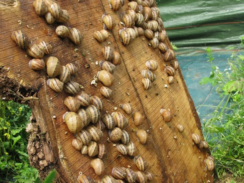 allevamento di lumache