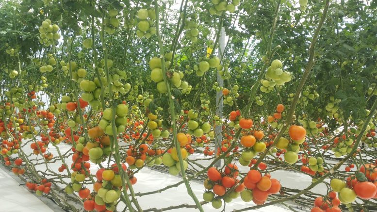 coltivare pomodori