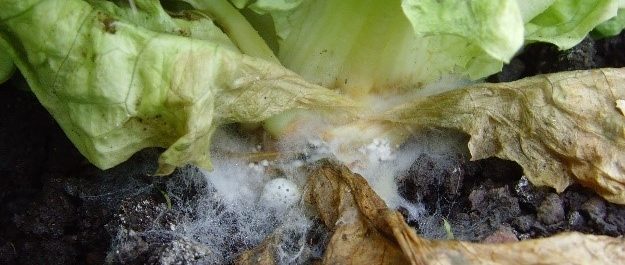 sclerotinia