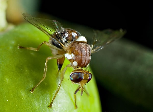 mosca dell'olivo