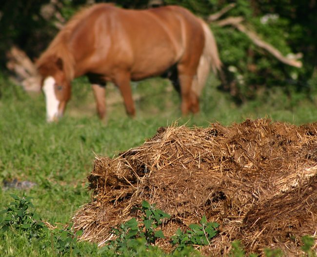 concimare con letame di cavallo