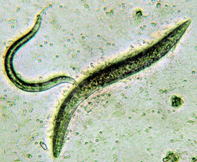nematodi galligeni