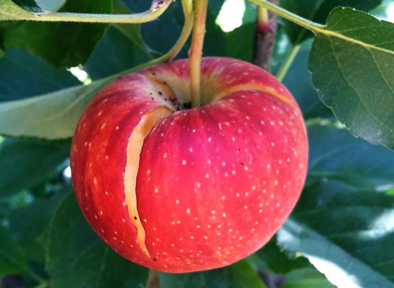 spaccatura frutti cracking