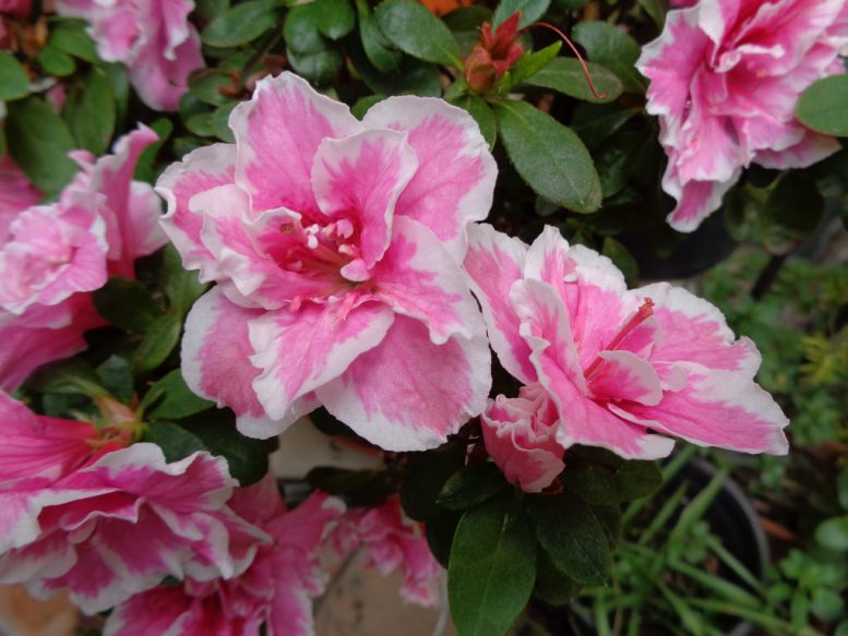 azalea