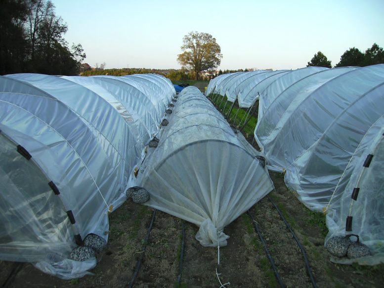 tunnel agricoltura