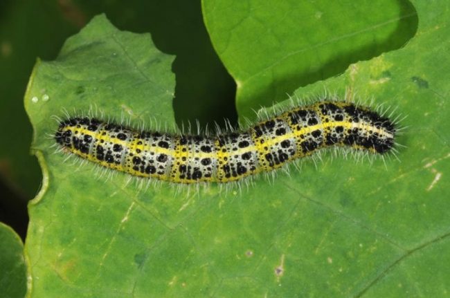 Pieris brassicae