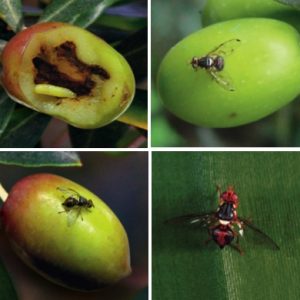 Mosca dell’olivo