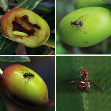 Mosca dell’olivo