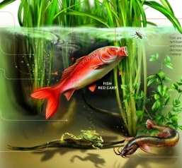sistemi misti riso-pesce