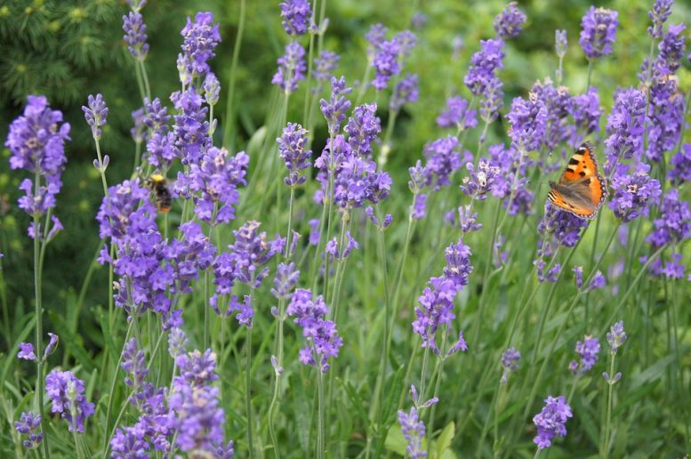 lavanda