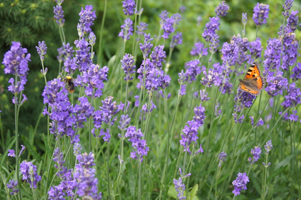 Coltivare Lavender