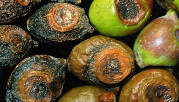 lebbra delle olive