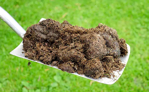 concimare con letame di cavallo
