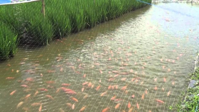 sistemi misti riso-pesce