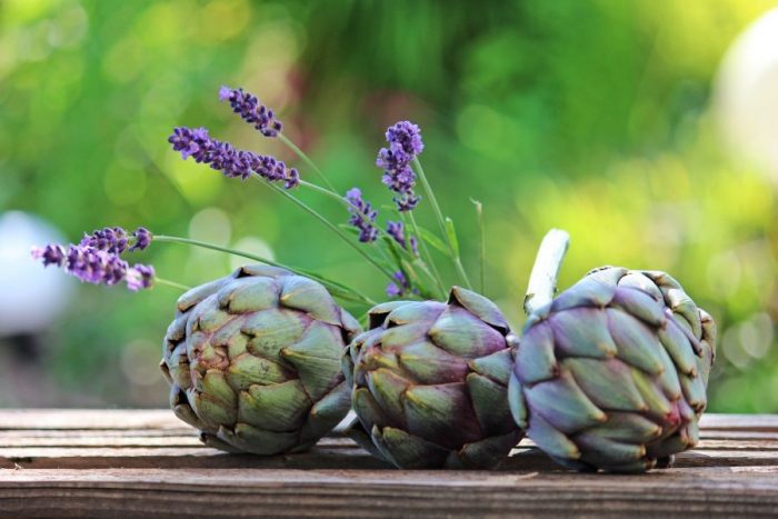 come coltivare i carciofi 
