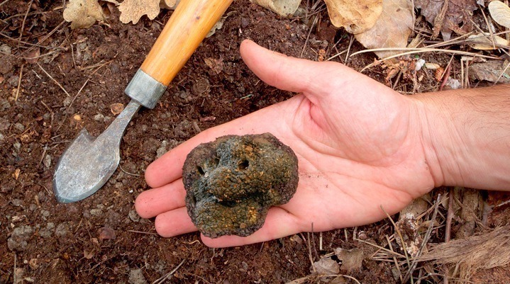 tartufo italiano