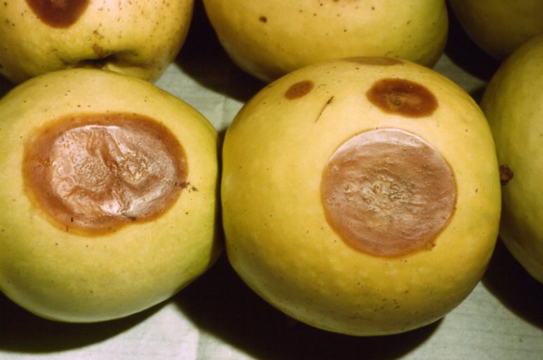 marciume lenticellare del melo