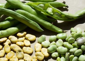 come coltivare la fava